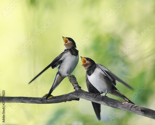 little hungry Chicks birds village swallows sit on the frost over a reservoir...