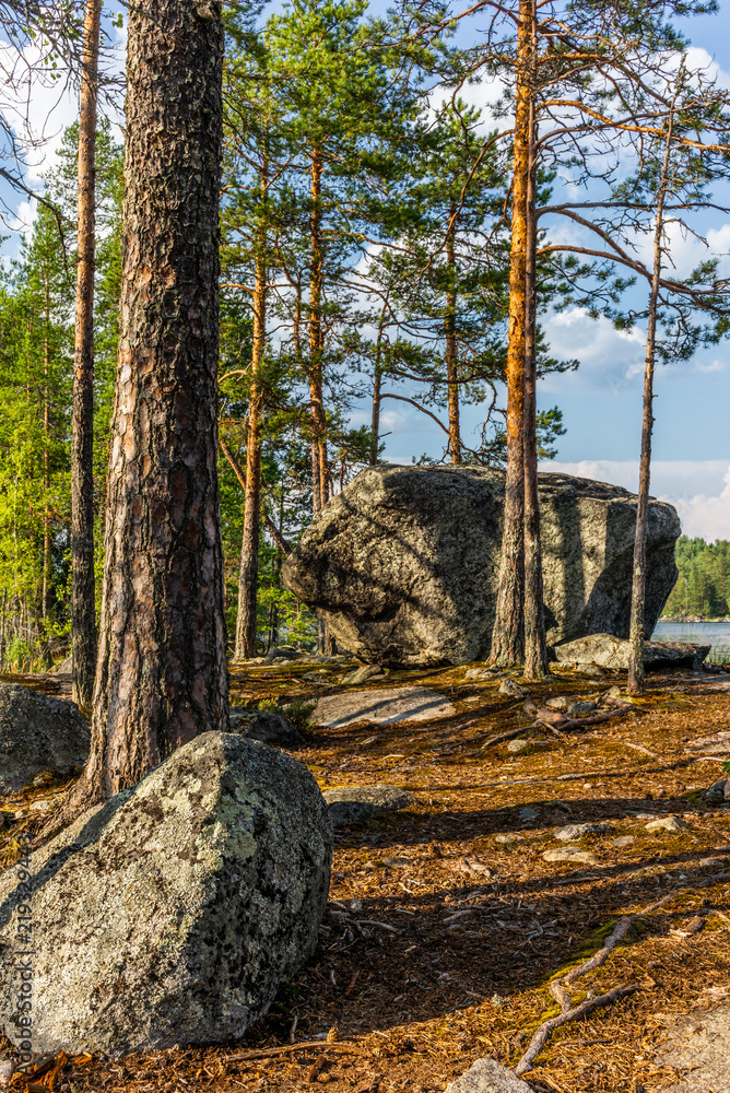 Glacier erratics covered in moss and lichens in the Kolovesi National Park in Finland among plants of blueberries - 5 Glacier erratics covered in moss and lichens in the Kolovesi National Park in Finland among plants of blueberries - 5
