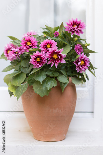 Beautiful autumn flowers of dahlias grow in a clay flower pot on a windowsill with a white curtain. Concept: gardening and English garden style.