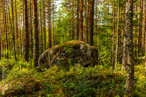 Glacier erratics covered in moss and lichens in the Kolovesi National Park in Finland  among plants of blueberries - 15
