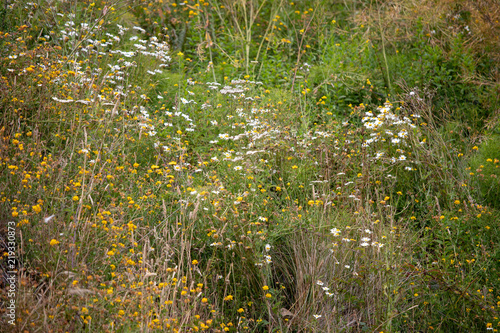 Coastal Plants and Dried Grasses Clinging to Oceanside Cliffs in the Pacific Northwest and Central Oregon photo