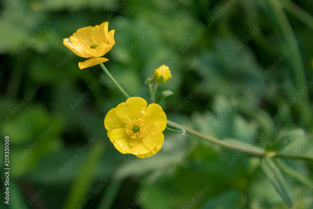Yellow Meadow Buttercup Flower on Green Leaves
