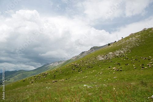 flock of sheep grazing in the mountains in the summer