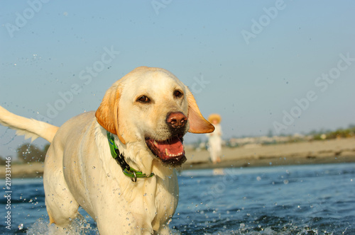Yellow Labrador Retriever dog outdoor portrait playing in water