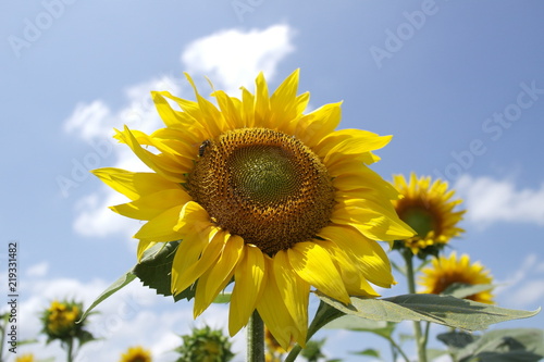 sunflowers. field of sunflowers