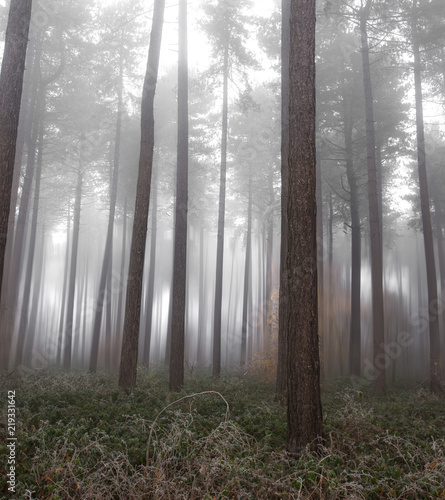 Fog in a forest in the winter