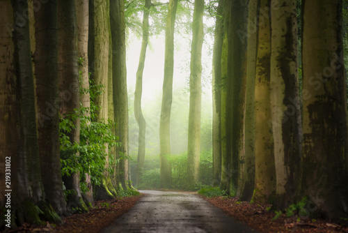 Light and fog at the end of the forest lane