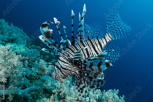 indian lionfish fish hunting