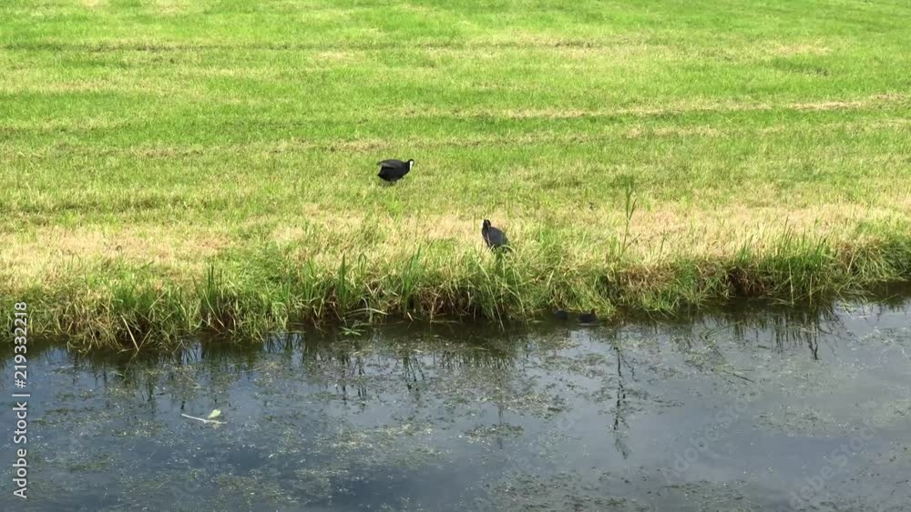 Coot with her babies in Friesland The Netherlands Coot with her babies in Friesland The Netherlands