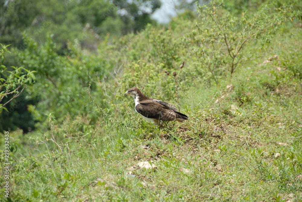 A Bird in the Wild A Bird in the Wild