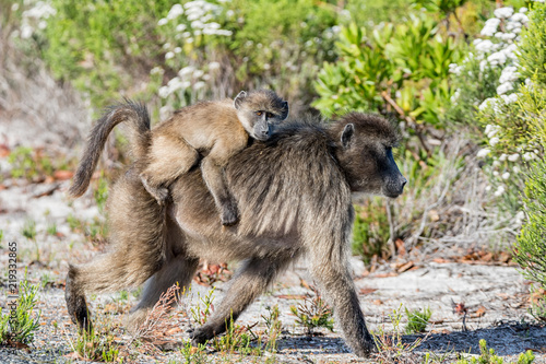 Chacma baboon Mother And Baby © Cathy Withers-Clarke