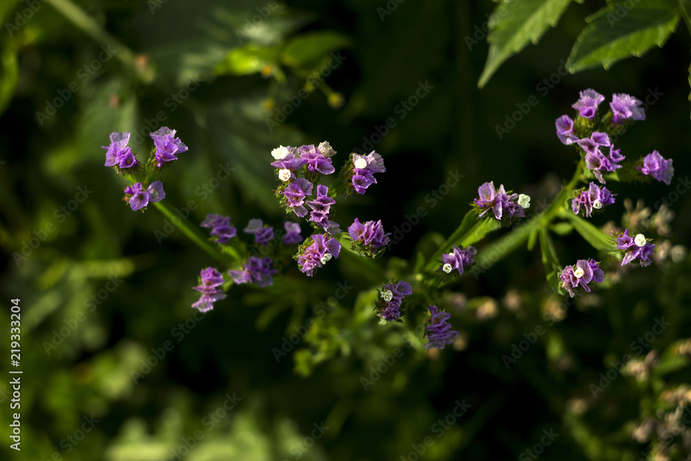 Flowering pink limonium - flowers grow in the garden background, top Flowering pink limonium - flowers grow in the garden background, top