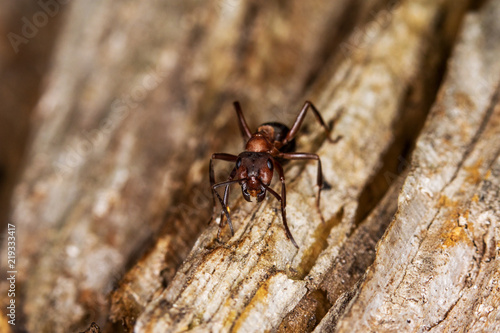 Portrait of an ant - close-up look