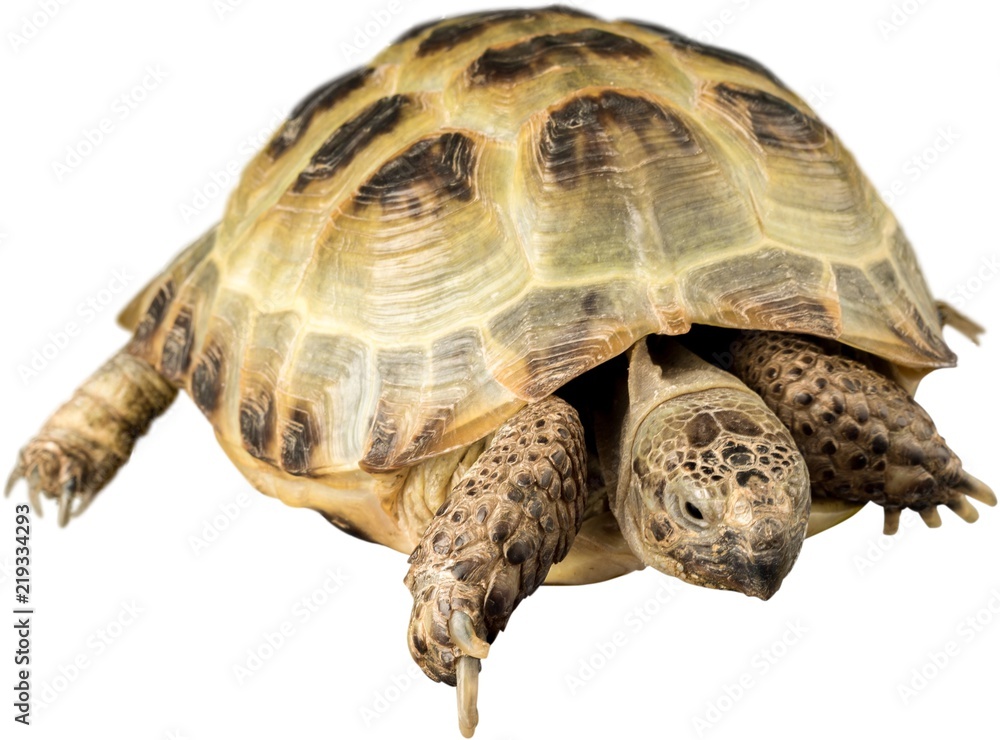 Naklejka premium Turtle