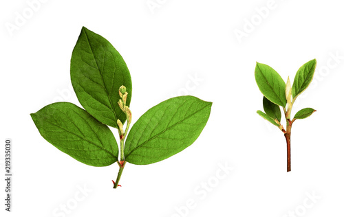 Set of small twigs with fre...