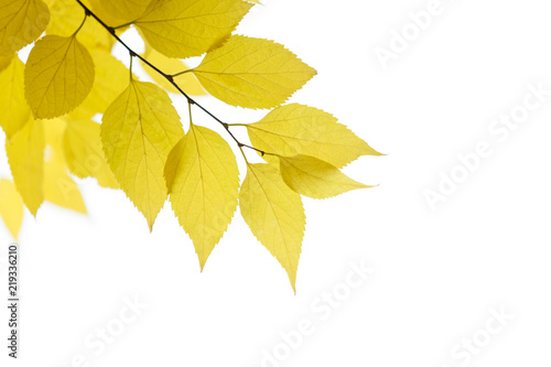 Yellow autumn birch leaves on a white background as a blank for a postcard design