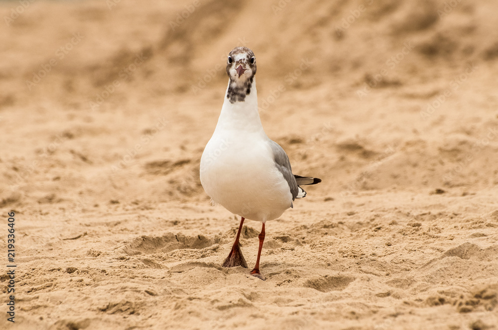 Fototapeta premium A suspicious seagull on a beach