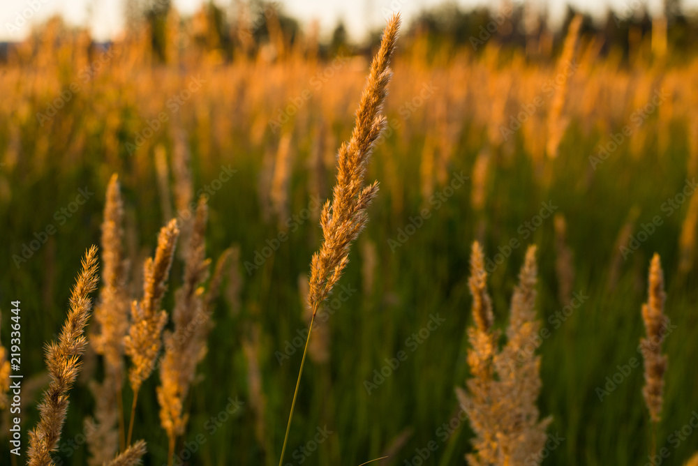 Fototapeta premium beautiful horizontal background with field plants at sunset