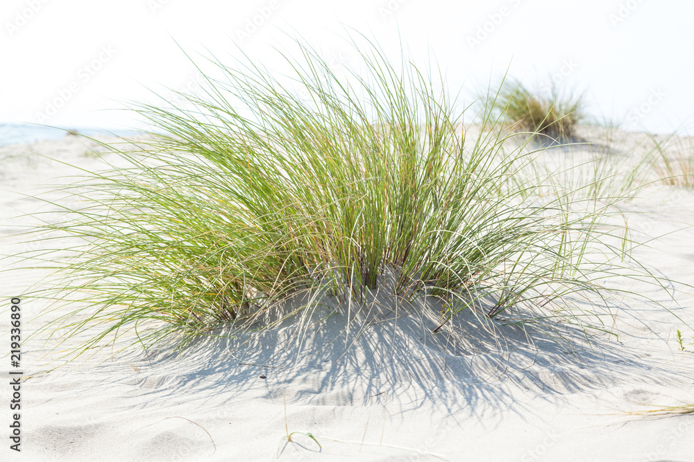 Fototapeta premium Dünengras an der Nordsee