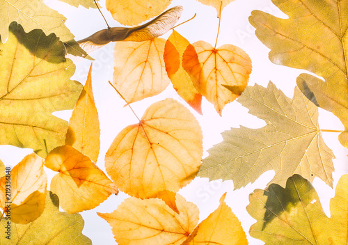 Autumn Leaves Background
