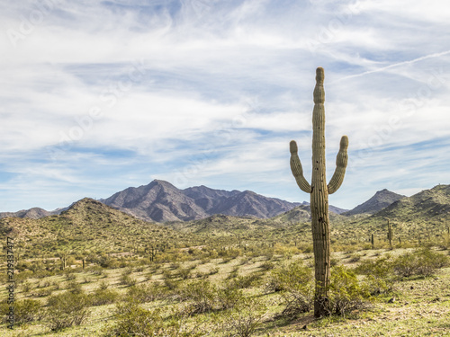 Arizona landscape with a Saguaro