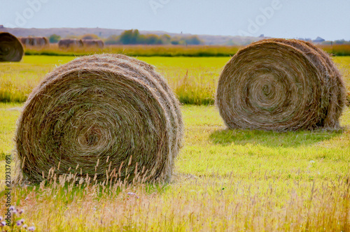 Rolled Hay in the field ready to load photo