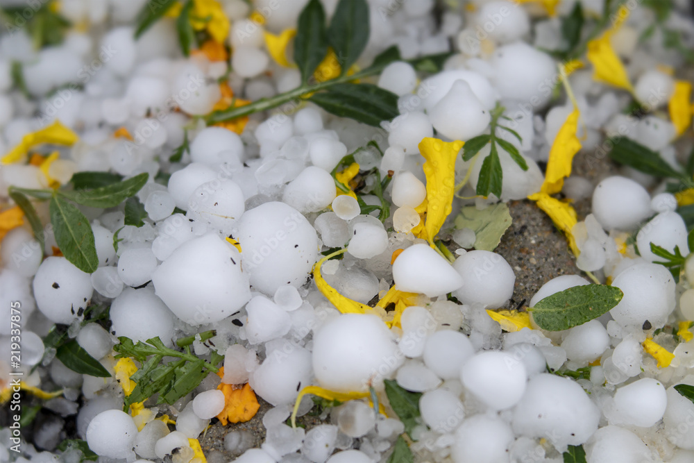 Hail Stones with Leaves and Flower Petals