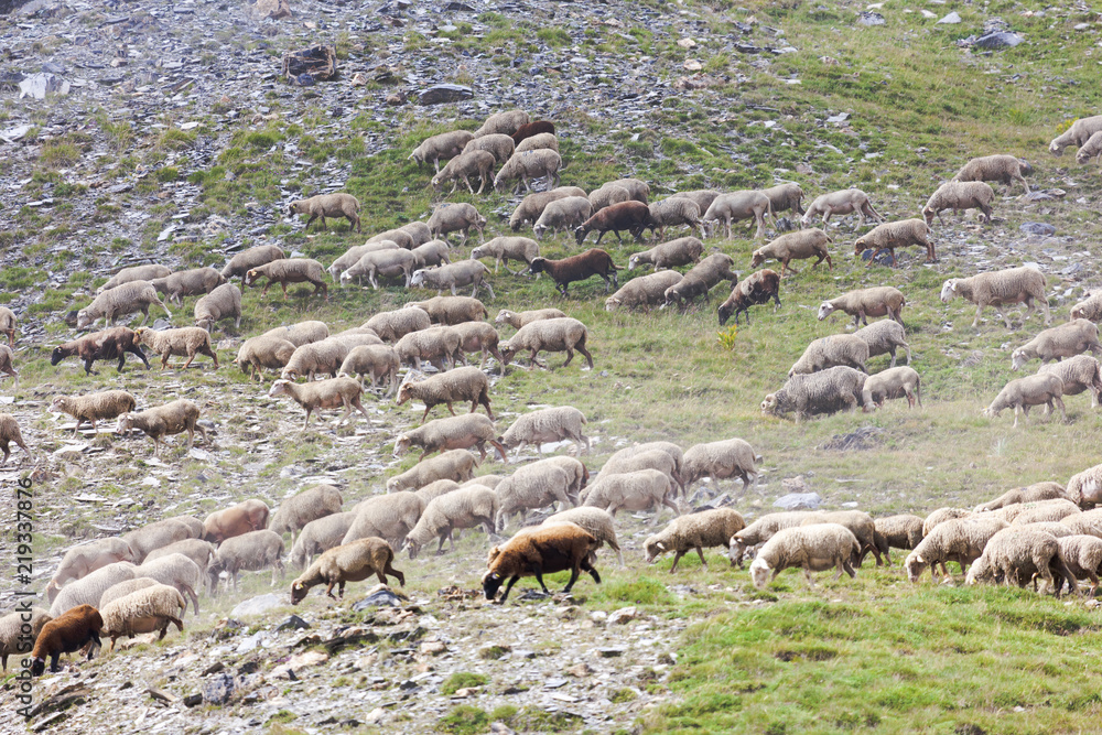 Un troupeau de mouton dan sle mercantour