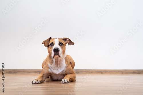 Photography Portrait of cute young dog indoors