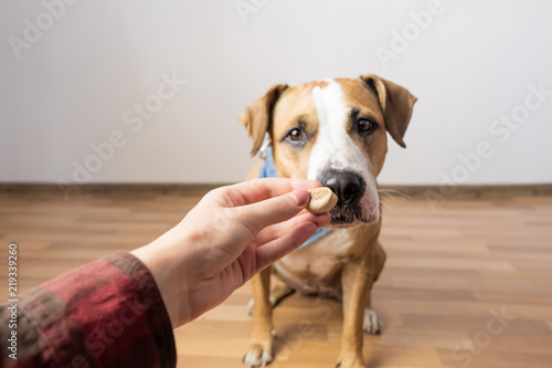 Trained intelligent dog taking food from human. Owner gives treat to a staffordshire terrier puppy indoors