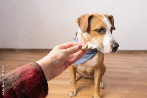 Trained intelligent dog refuses food from human. Owner gives treat to a staffordshire terrier puppy indoors