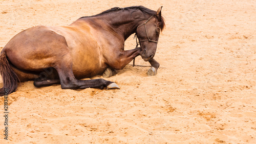 Brown wild horse lying on sand