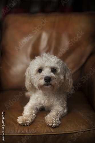 Portrait of a Pup