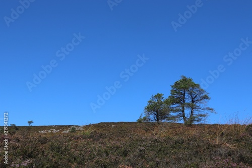 Two fir trees on hilltop against blue sky with copy space