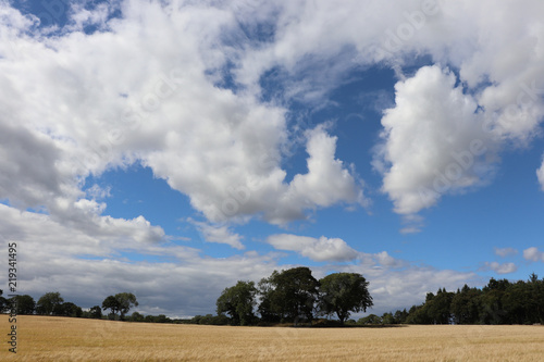 Fluffy white clouds above trees and harvest field