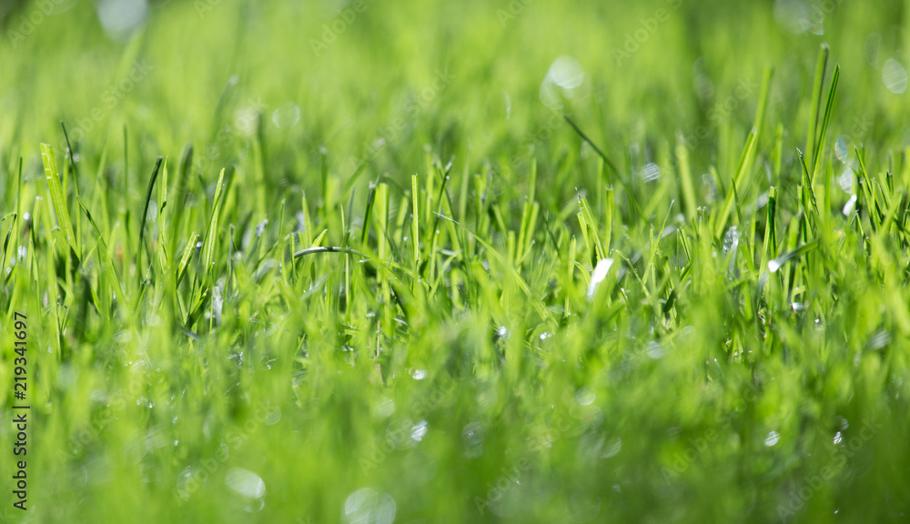 background of green grass background of green grass