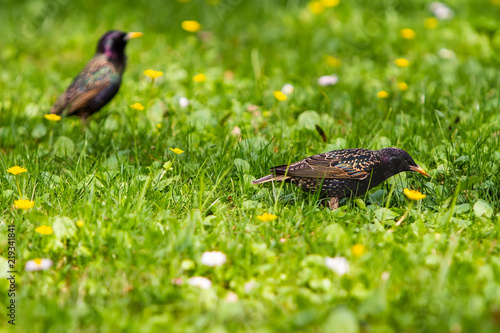 starlings in the search for food