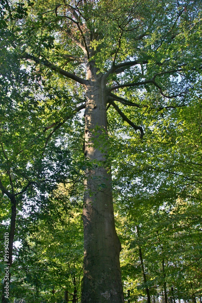 The trunk of a large beech tree in the forest