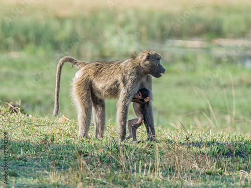 Chacma Baboon Mother And Baby © Cathy Withers-Clarke