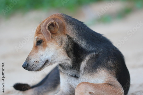 side view of a dog at the beach