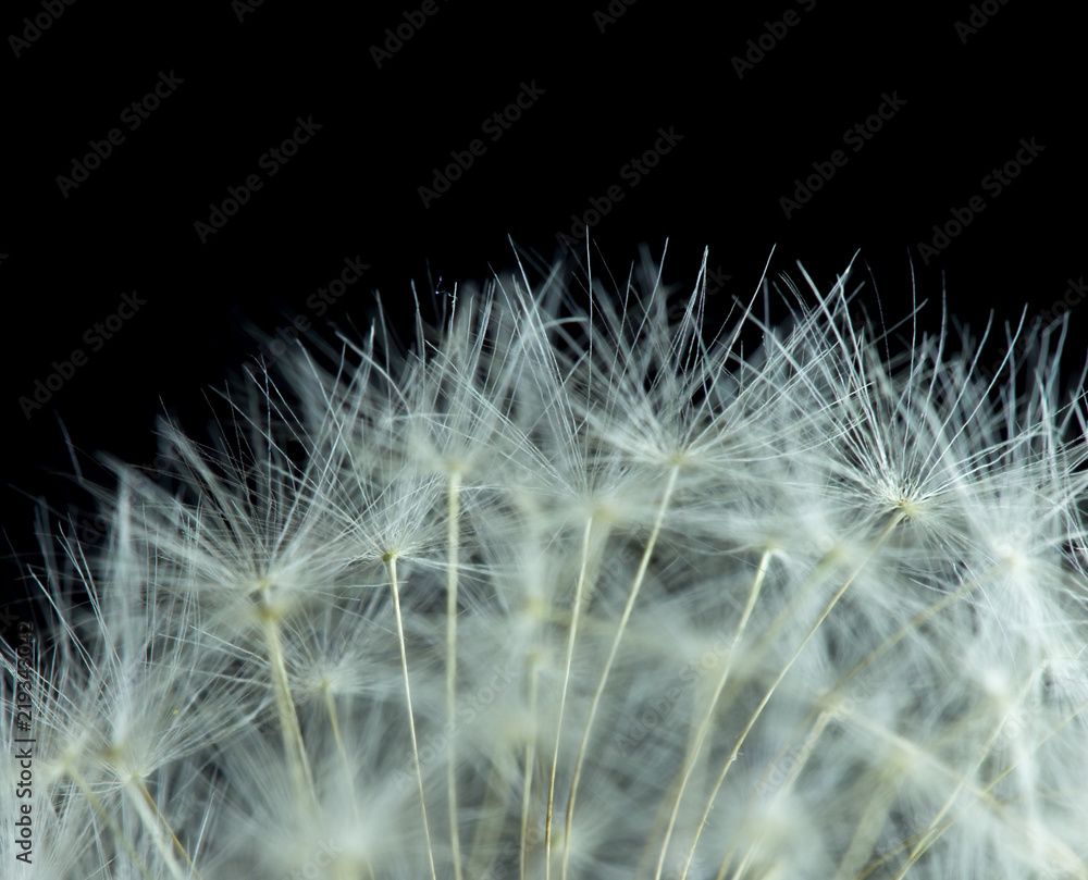 Obraz premium Dandelion with macro seeds on a black background