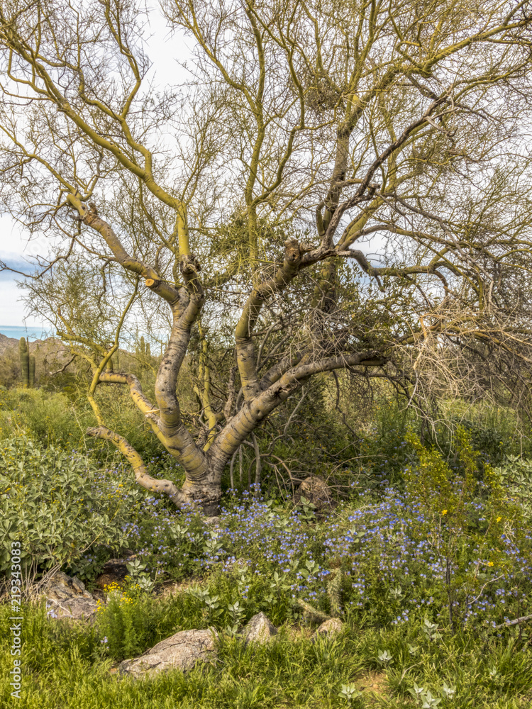 Twisty tree in an Arizona desert field surrounded by blue flowers Twisty tree in an Arizona desert field surrounded by blue flowers