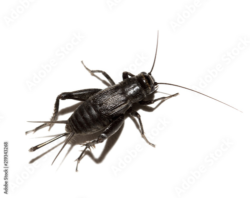 black insect cricket on white background © donikz