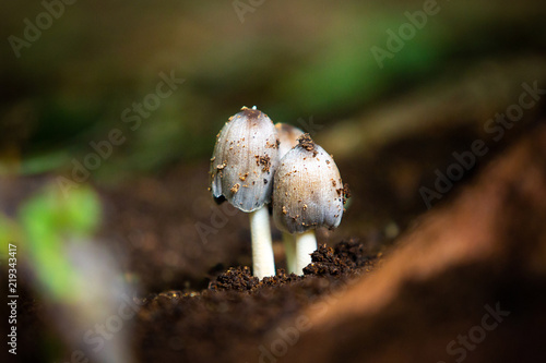 Three cute mushrooms growing in the forest
