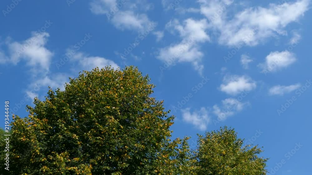 Tree With Yellow-green Leaves And Clouds Against Blue Sky Timelapse Tree With Yellow-green Leaves And Clouds Against Blue Sky Timelapse