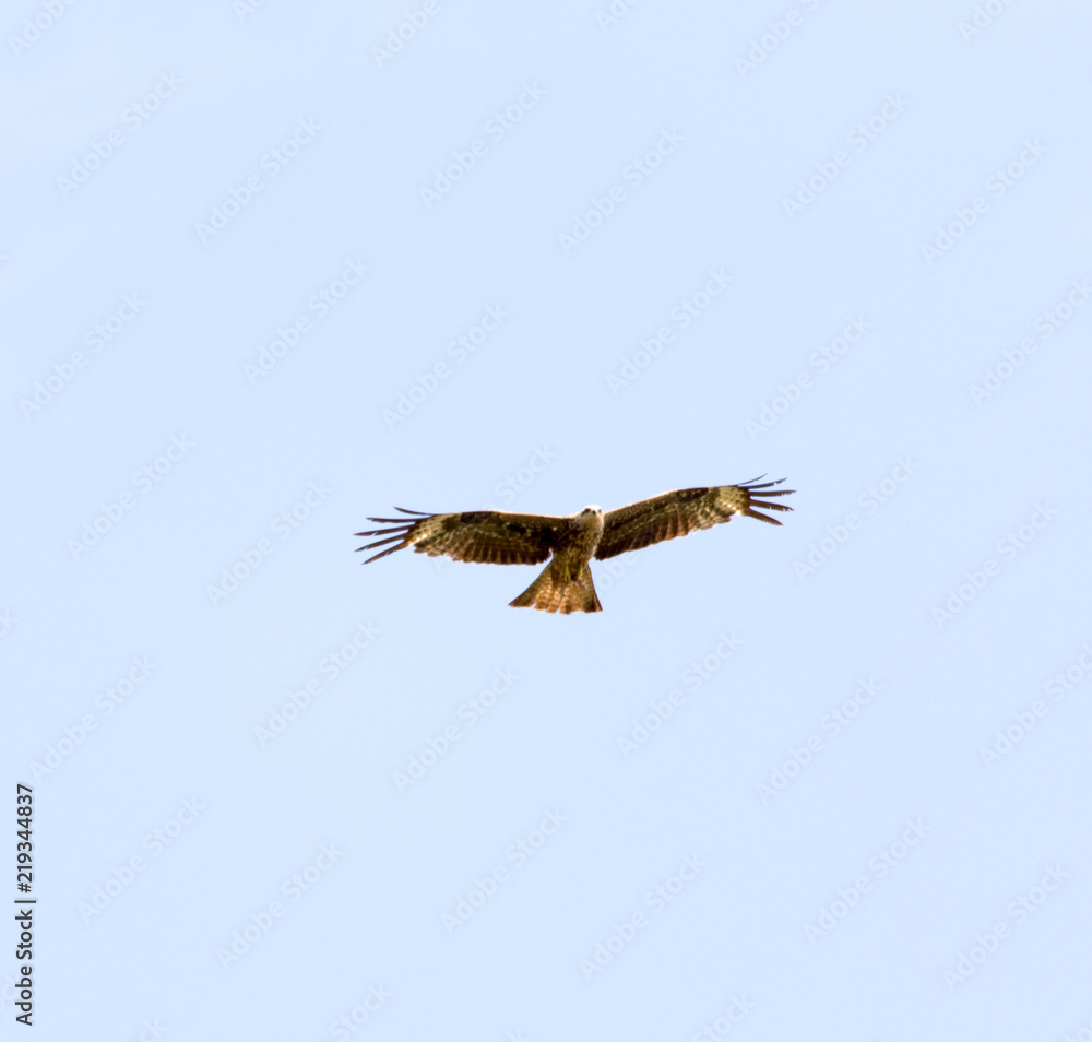 Fototapeta premium Falcon in flight over natural blue sky background
