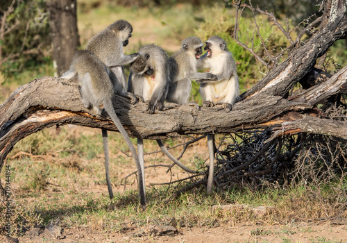 Photography Vervet Monkeys Grooming