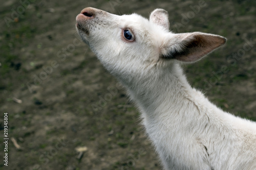 albino kangaroo