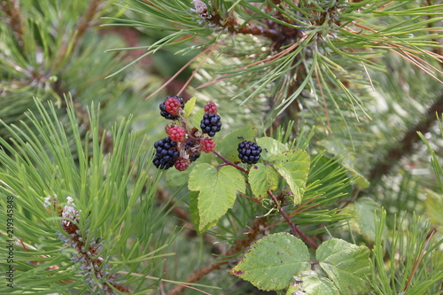 Rote und schwarze Brombeeren, sind mir einem Kiefer Baum verwachsen photo