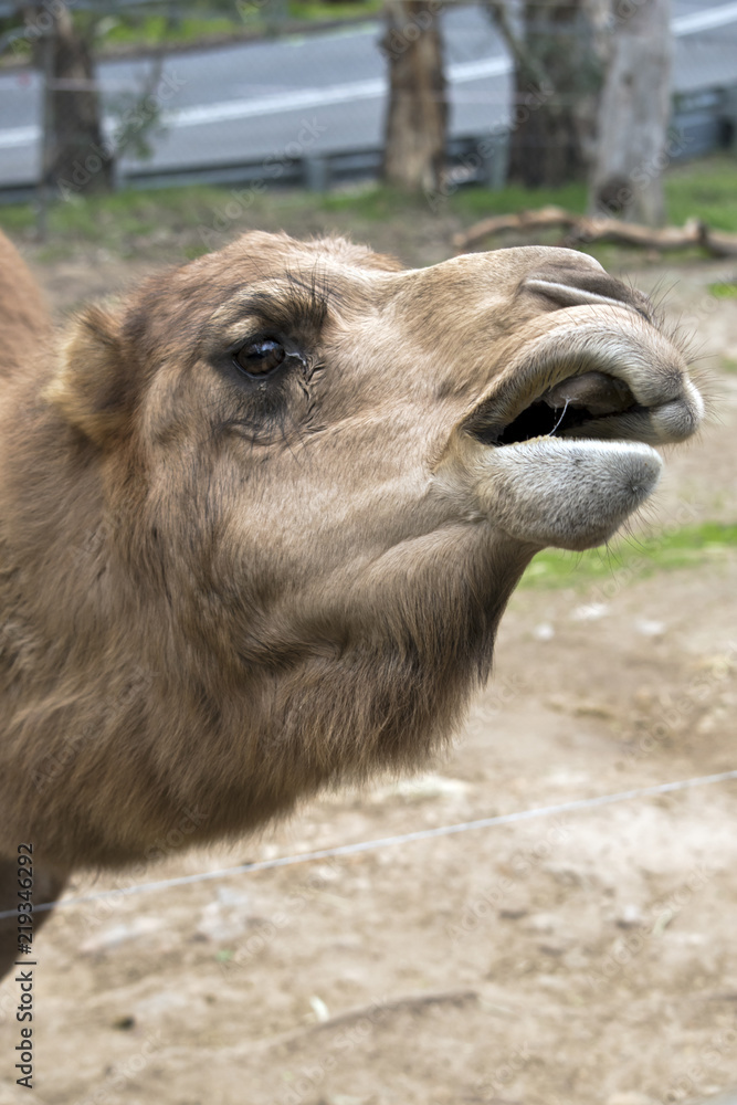 camel Dromedary